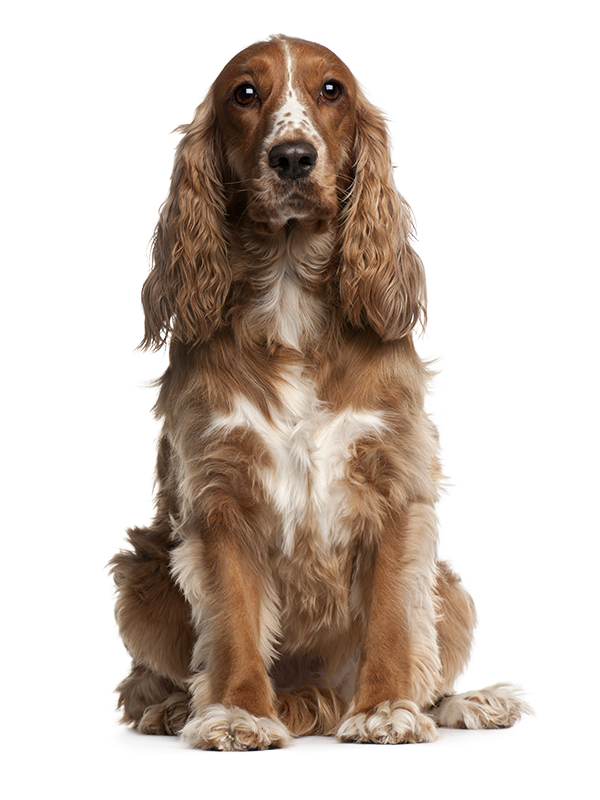 spaniel